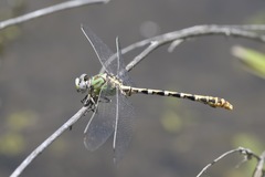Erpetogomphus heterodon