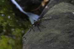 Dolomedes vittatus