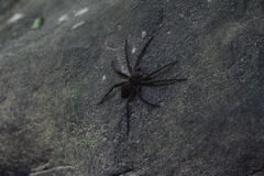 Dolomedes vittatus