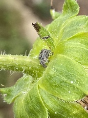 Phidippus comatus