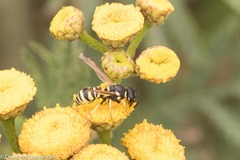 Stenodynerus anormis