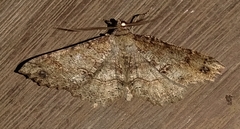 Melanolophia