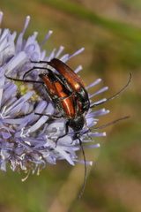 Stenurella bifasciata