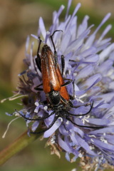 Stenurella bifasciata