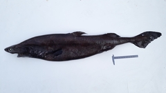 Hooktooth Dogfish photo 3
