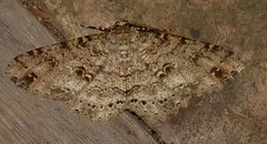 Melanolophia