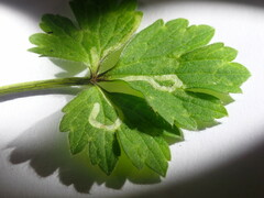 Phytomyza ranunculi