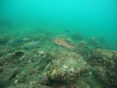 Sphoeroides lobatus