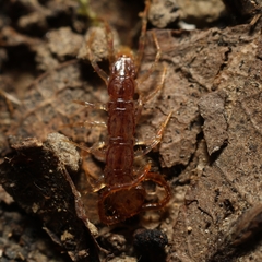 Lithobiidae