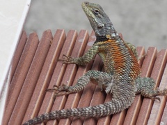 Sceloporus