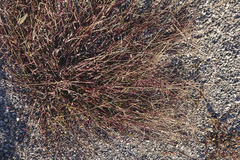 Digitaria sanguinalis