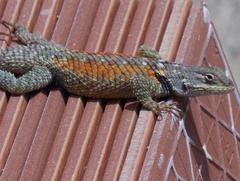 Sceloporus