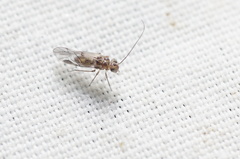 Psocidae