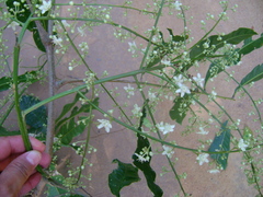 Alatococcus siqueirae