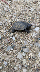 Emydoidea blandingii