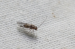 Psocidae