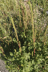 Amaranthus powellii