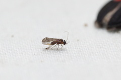 Peripsocidae