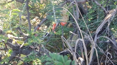 Lessertia frutescens