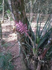 Aechmea distichantha
