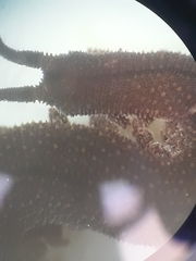 Oroperipatus eisenii