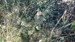 Lessertia frutescens