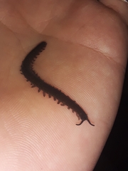 Oroperipatus eisenii