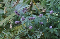 Mentha longifolia