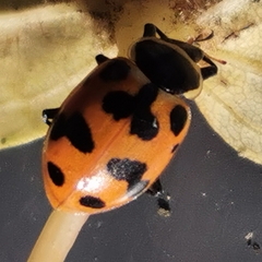 Hippodamia septemmaculata