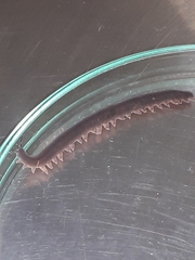 Oroperipatus eisenii