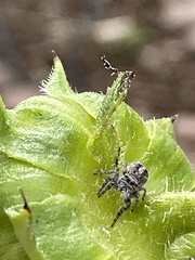 Phidippus comatus