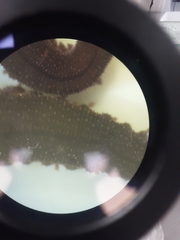 Oroperipatus eisenii