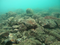 Sphoeroides lobatus