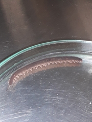 Oroperipatus eisenii