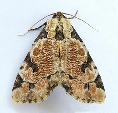 Stibaera thyatiroides