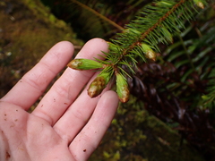 Picea sitchensis
