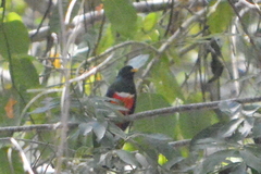 Trogon collaris