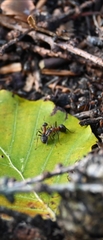 Formica rufa