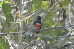 Trogon collaris