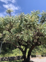 Pseudosmodingium perniciosum