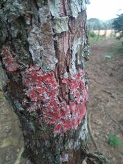 Herpothallon rubrocinctum