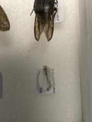 Tineola bisselliella