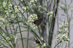 Parrhasius moctezuma