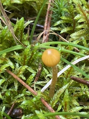 Galerina