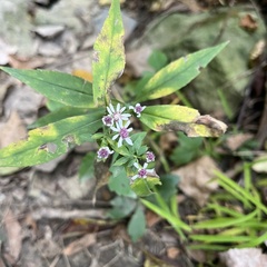Symphyotrichum lateriflorum