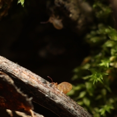 Dicyrtomina