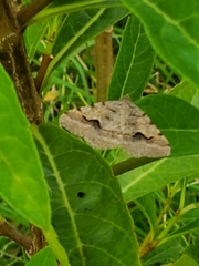 Frederickia s-signata