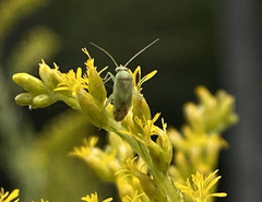 Taylorilygus apicalis