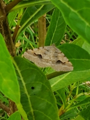 Frederickia s-signata