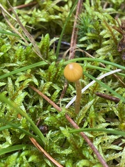 Galerina